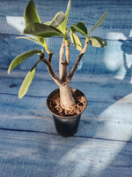 Adenium Baobab (Адениум)