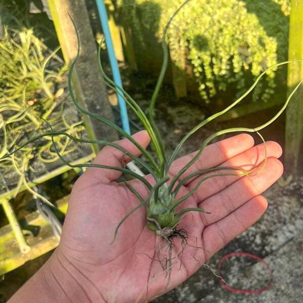 Тилландсия bulbosa