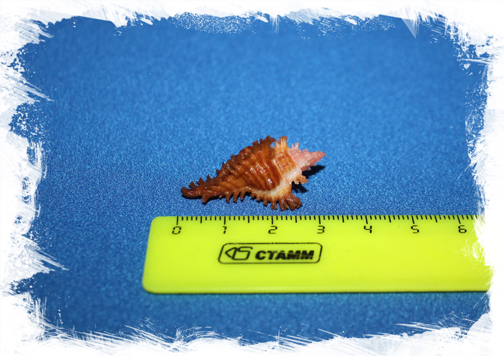 Коллекционная ракушка Chicoreus Strigatus, Мурекс стригатус