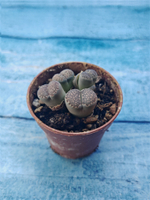 Lithops sp. (Литопсы)