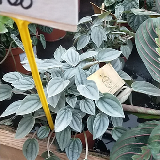 Юлия Ильина