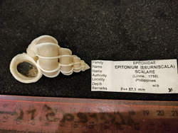 Эпитониум Скаляр