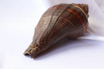 Ракушка Пугилина морио (Pugilina morio), 14см, 1шт