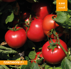 Платинум F1 семена томата процессингового (Nunhems / Нюнемс)