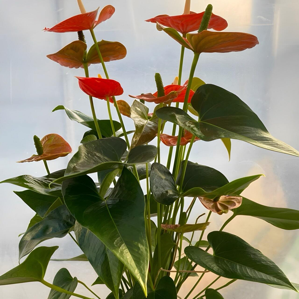 Антуриум Андре SIERRA ORANGE