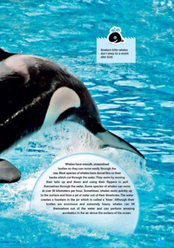 The Killer Whale (Discover Our Amazing World) Reader. Комплект (книга + мультиром)