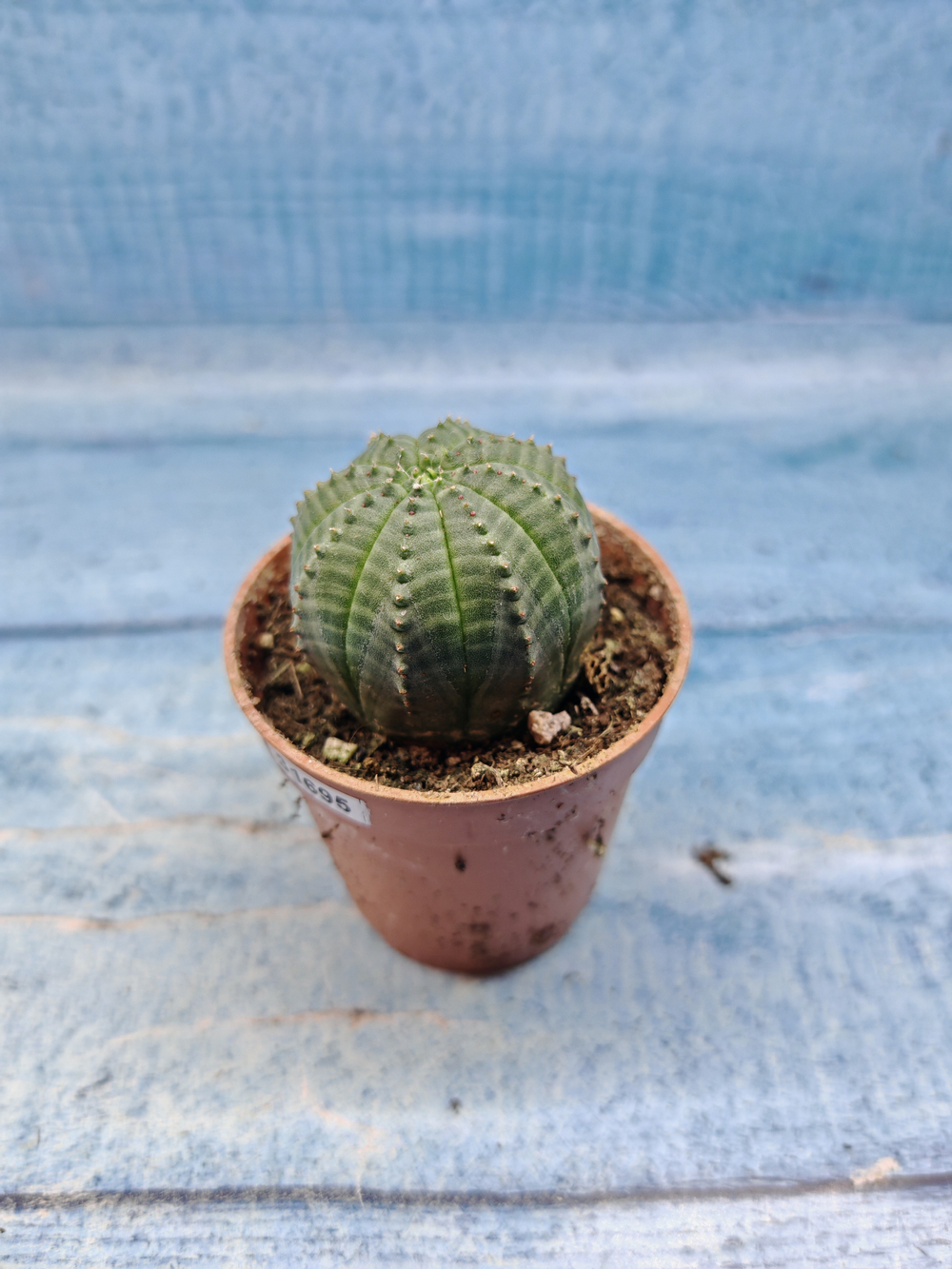 Euphoria Obesa (Эуфорбия)