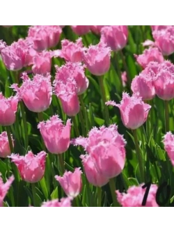 Тюльпаны Dallas 3 шт, набор луковиц