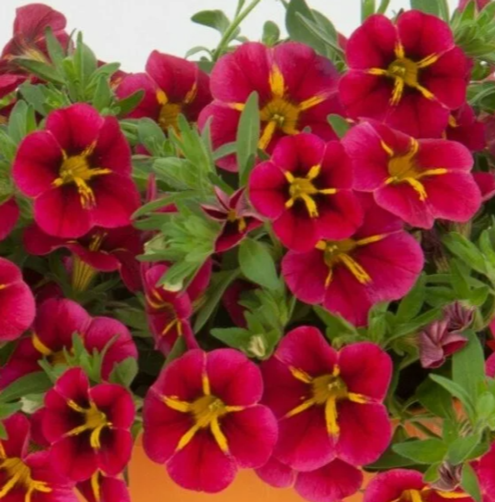 ЕВРО Калибрахоа Mini Famous Rave Cherry укорененный черенок ОКС