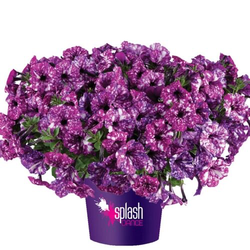 Петуния Splash dance purple polka