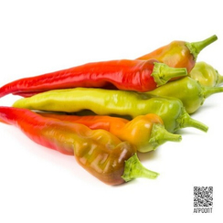 Янка F1 семена перца острого (Rijk Zwaan / Райк Цваан)