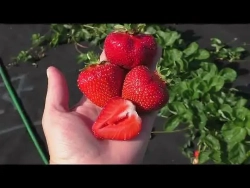 Земляника садовая Джоли Р9 Закупка М65 май-июнь 2026)