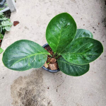 Антуриум JENMANI CURLY LEAF