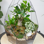 Готовый флорариум бонсай Фикус Айсберг