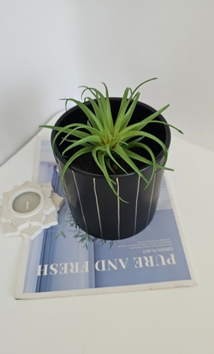 Суккулент / Арт 8021