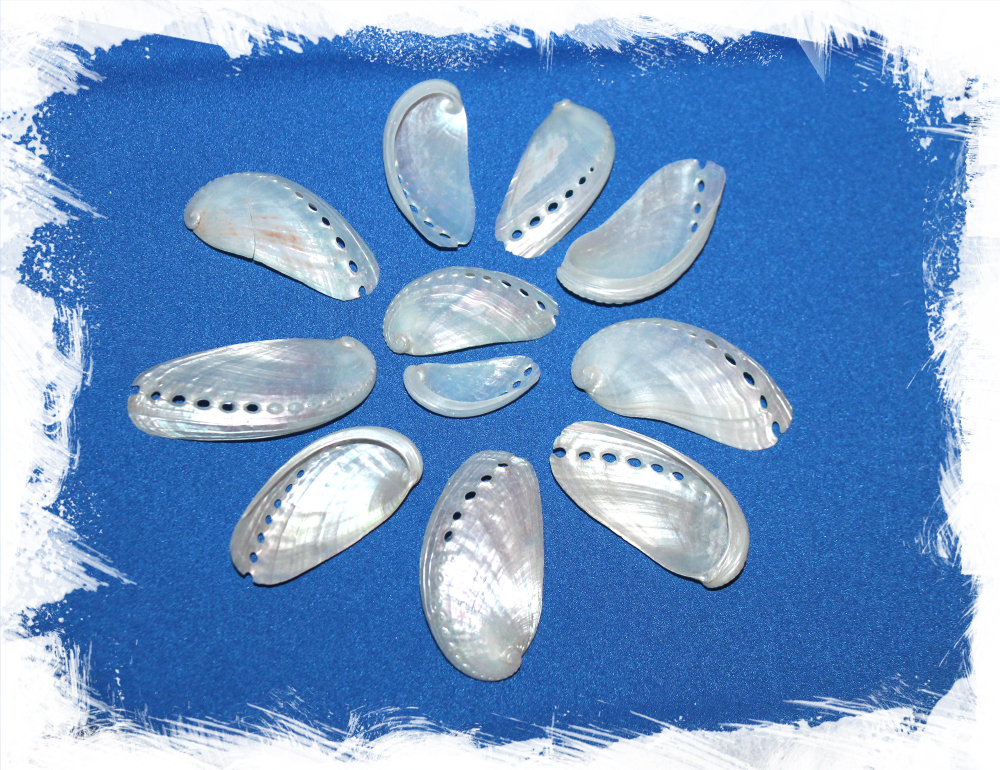 Галиотис Ассиния перламутровые