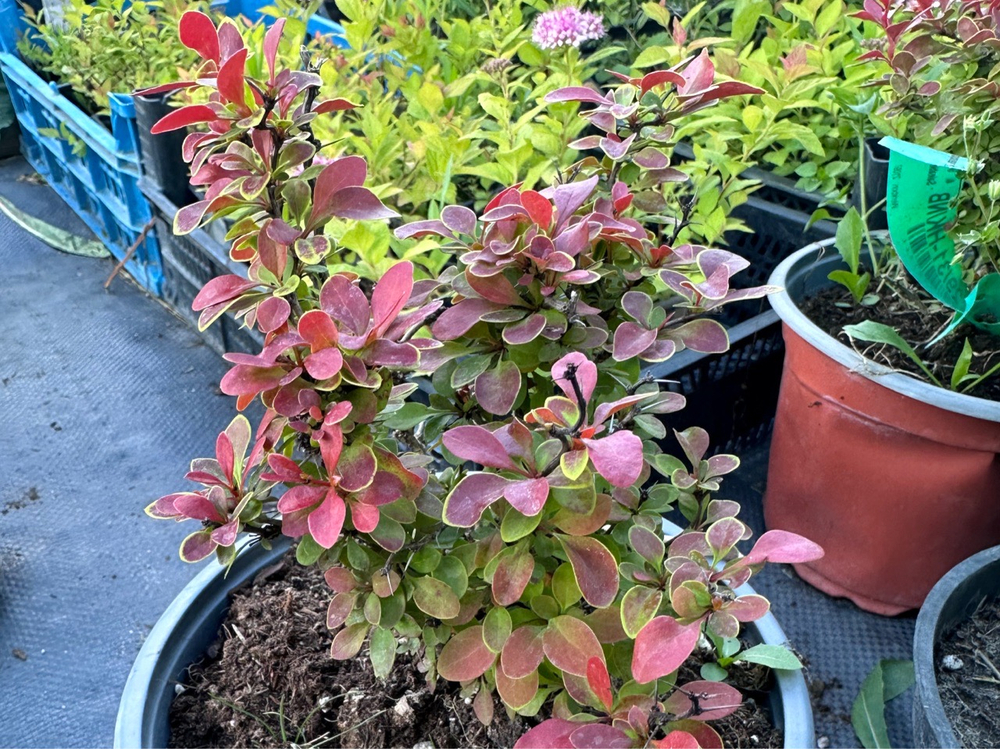 Барбарис Atropurpurea Nana Р12