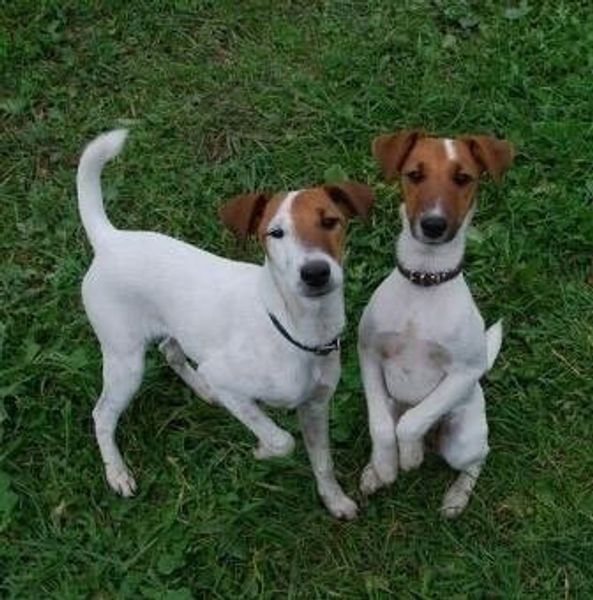 Фокстерьер гладкошерстный Фокстерьер гладкошерстный