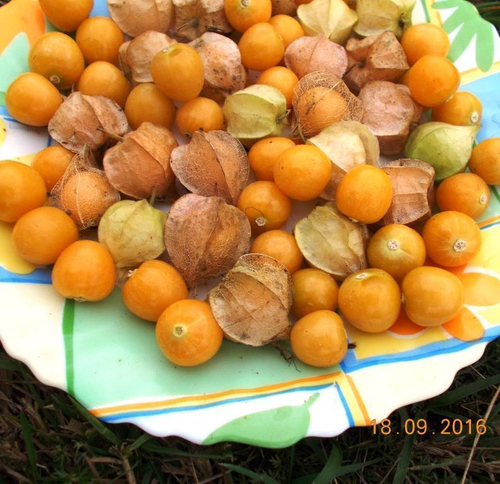 Физалис Ягодный Падающие Вишни Тёти Молли - Aunt Molly's Ground Cherry