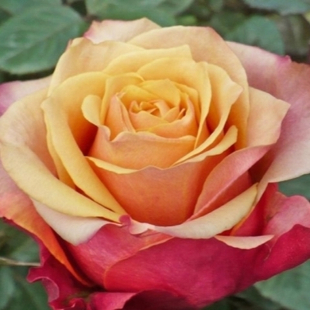 Роза Черри Бренди (чайно-гибридные) 3 года