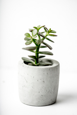 Крассула Денежное дерево d 5 см