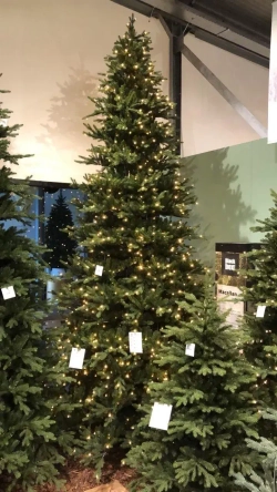 Ель Ирландская с лампочками 305 см., 948 LED ламп, литая хвоя+пвх, Black Box (74401)