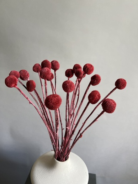 Краспедия стабилизированная бордовая (упак 20 шт)