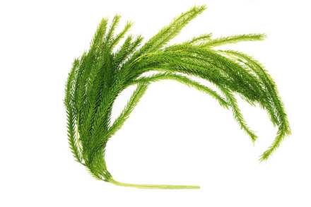 Водоросль зелёная Свисающая