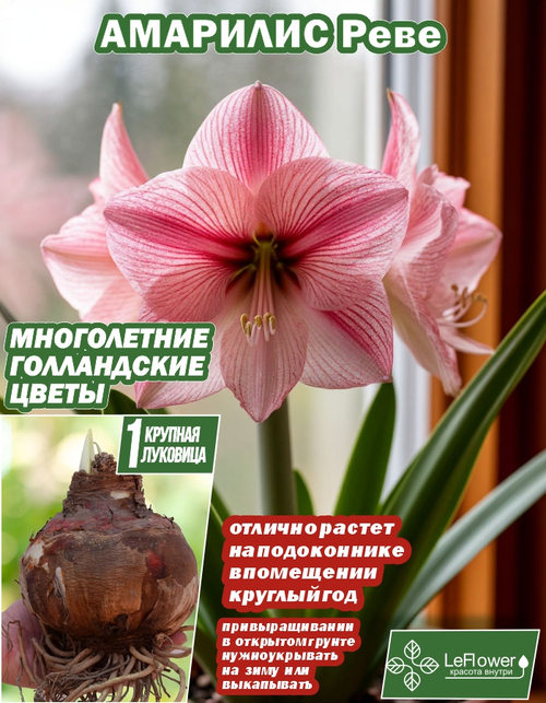 Амариллис, Реве, луковица цветов, 1шт