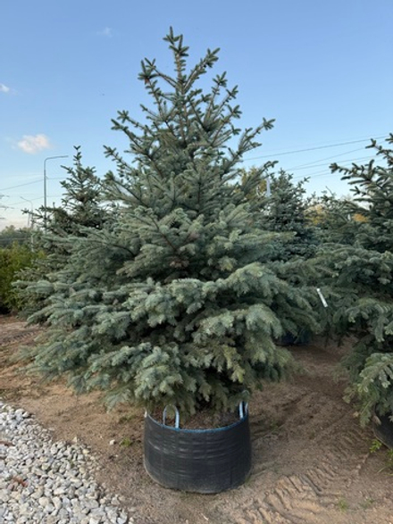 Ель колючая Glauca (Глаука)