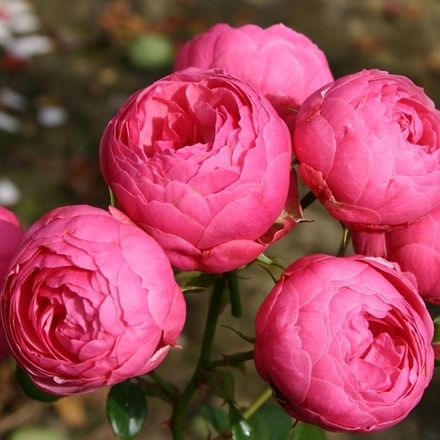 Помпонелла (Pomponella)