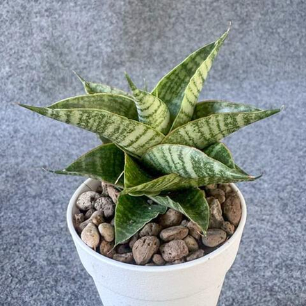 Сансевиерия SINDORO