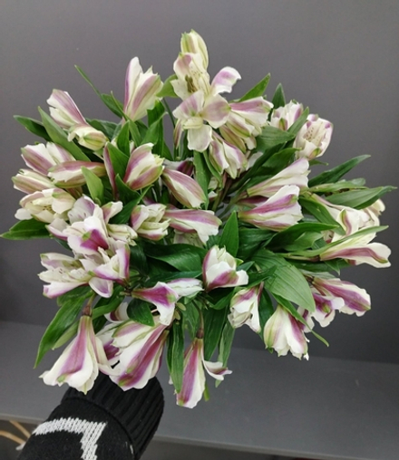 13 веток альстромерий в кремовой упаковке из фоамирана