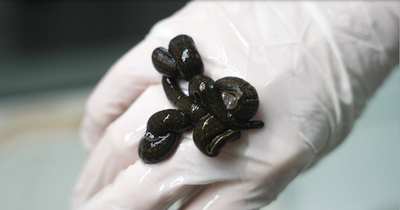 Пиявка средняя, крупная