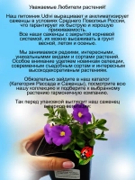 Калибрахоа Лавандовое колибри