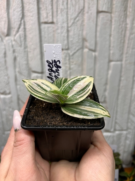 Крылья ангела