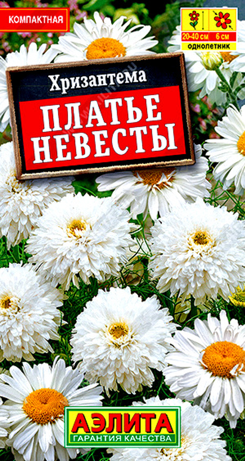 Хризантема махровая Платье невесты