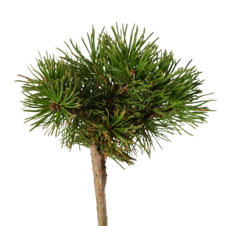 Сосна горная Мини Мопс С4 Ра 40-70