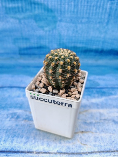Lobivia Winteriana (Лобивия)
