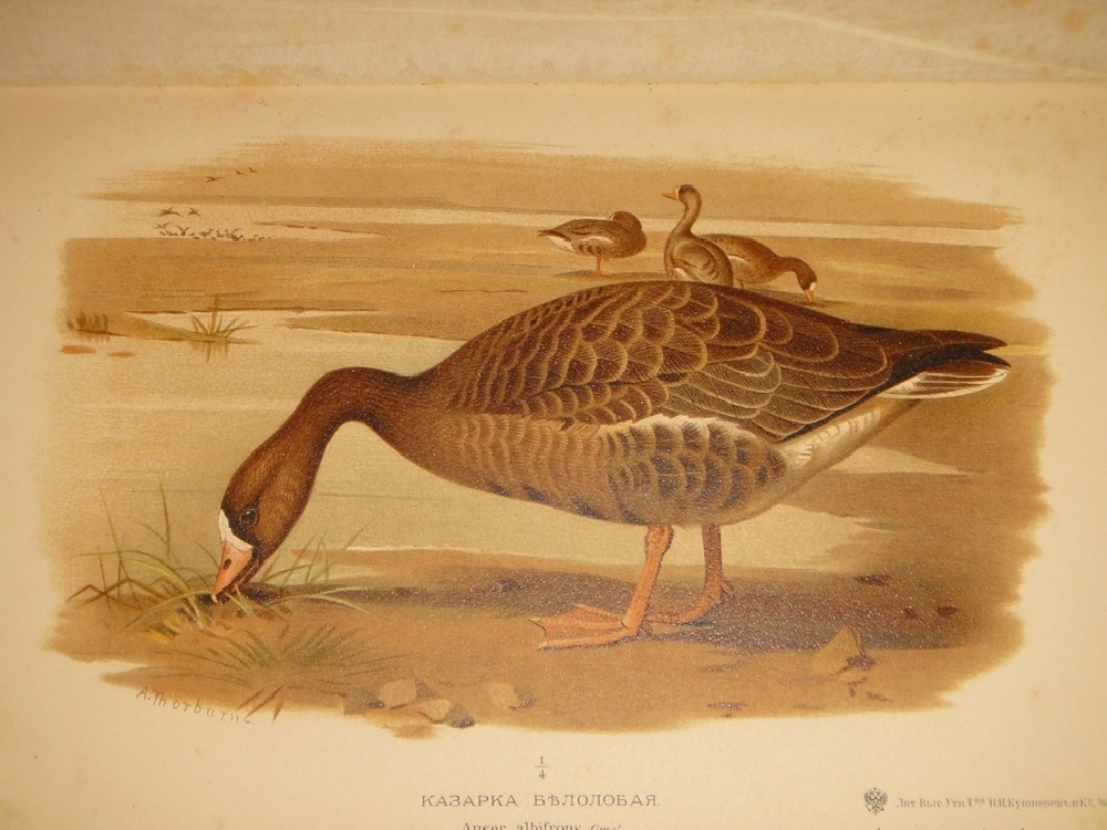 "Охотничьи и промысловые птицы Европейской России и Кавказа. В 2-х томах и Атласом". М.А.Мензбир. 1902г.