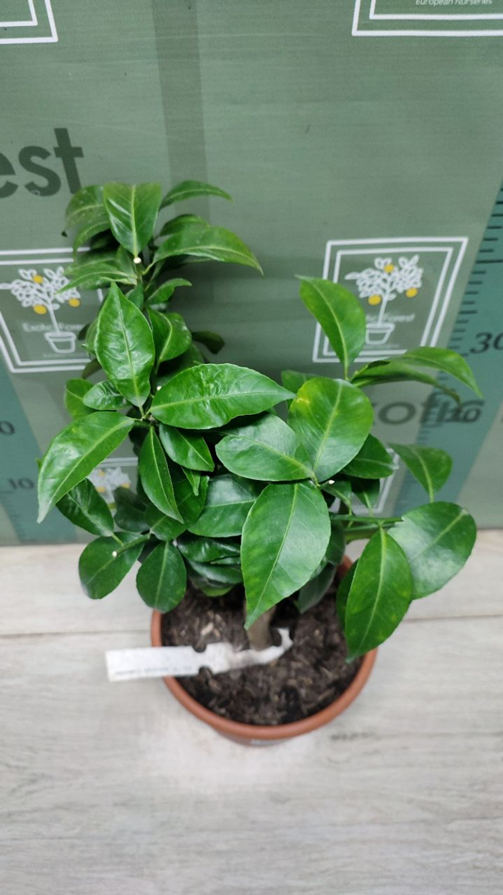 Мандарин "Clemendor"