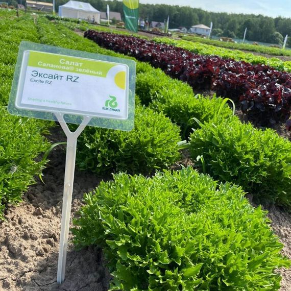 Эксайт семена салата хрустящего с сильно рассеченным листом (Rijk Zwaan /ALEXAGRO) культура