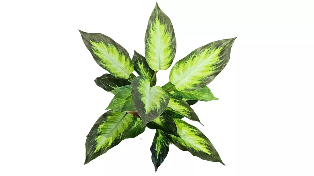 Аглаонема (24 листа)