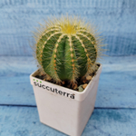 Notocactus Magnificus (Нотокактус)