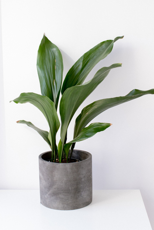Аспидистра Элатиор