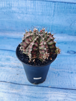 Gymnocalycium T-Rex Pink hybride (Гимнокалициум T-rex)