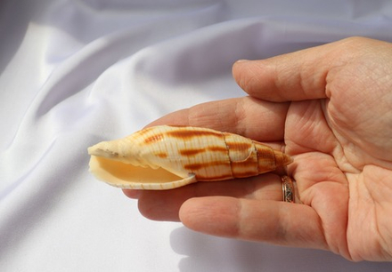 Митра еремитарум (Nebularia eremitarum)