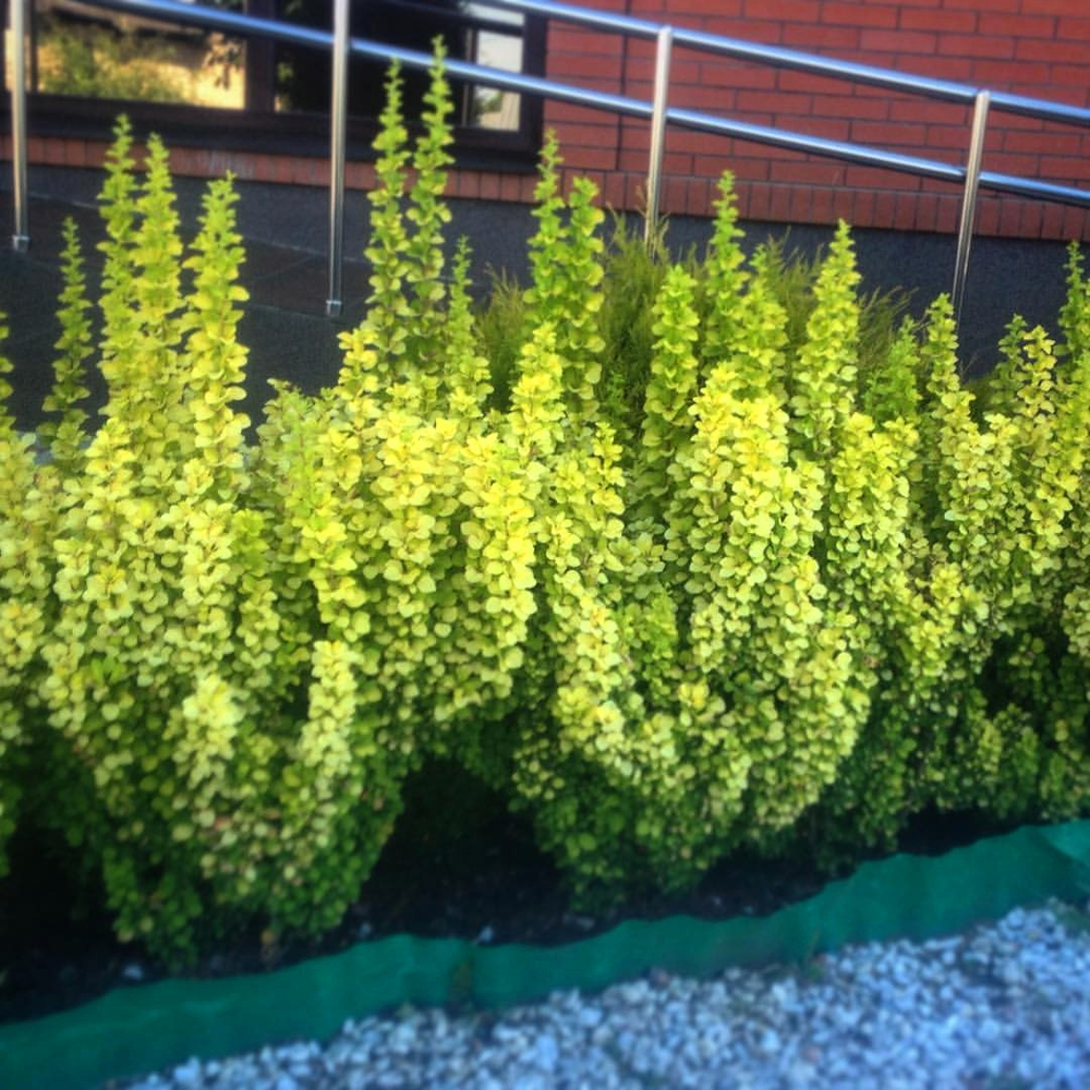 Барбарис Тунберга Golden Rocket