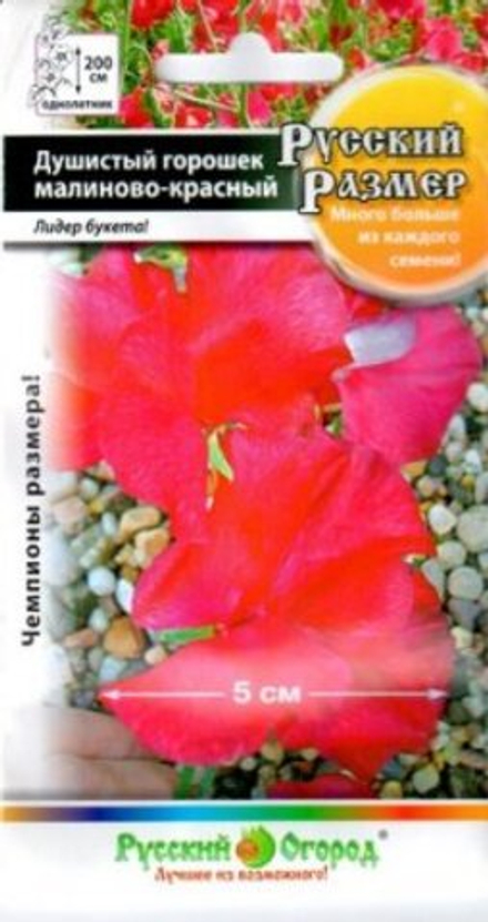 Душистый горошек Русский размер Малиново-красный 6шт НК