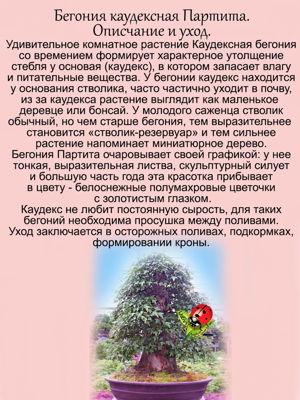 Бегония Каудексная Партита Бонсай